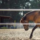 10 Times When Horseback Riders Can Benefit From Physical Therapy?
