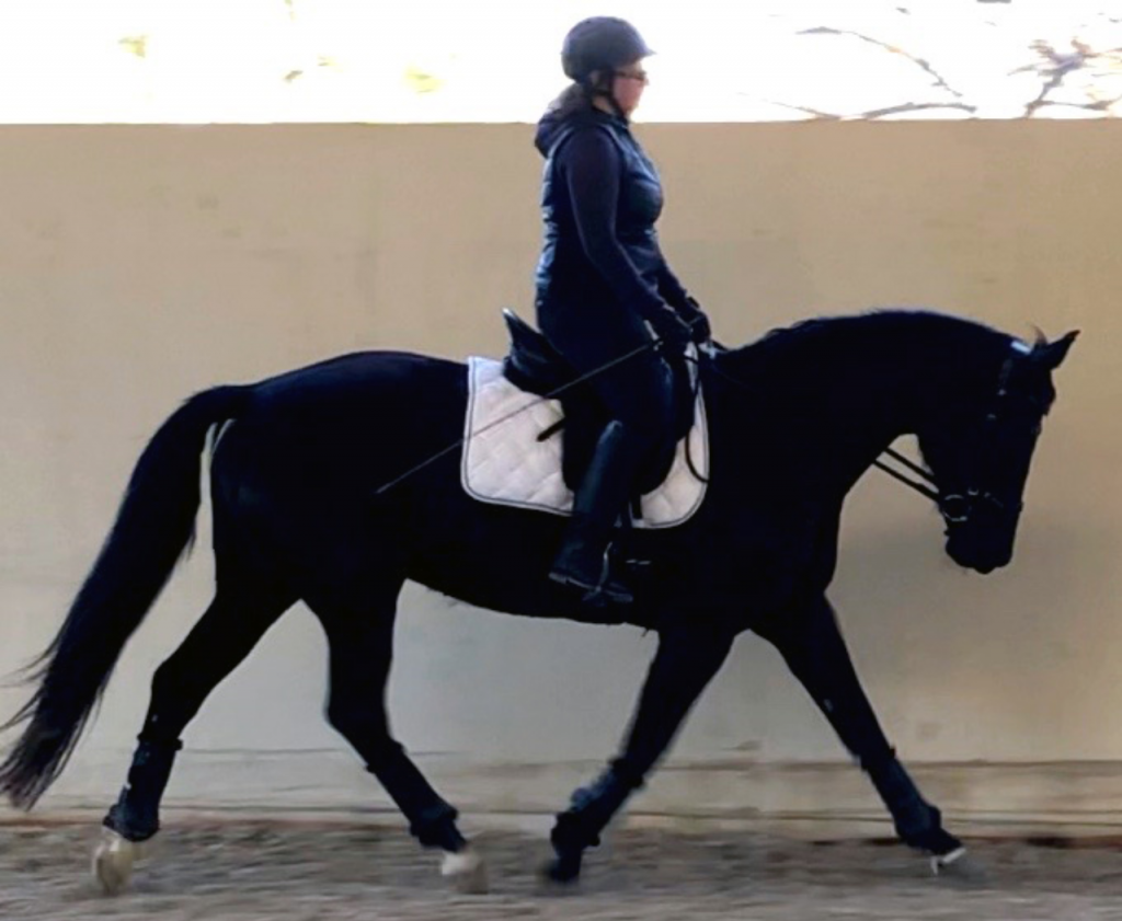 Being in Balance Physical Therapy offers Horseback Rider Therapy